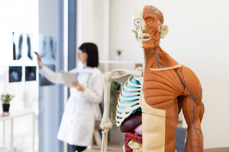Medical anatomy model in modern clinic with doctor examining x-rays